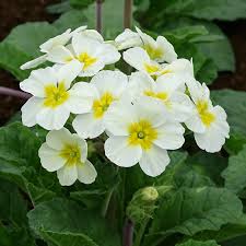 Green White flower seeds