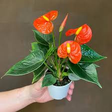 Anthurium Orange flower seeds