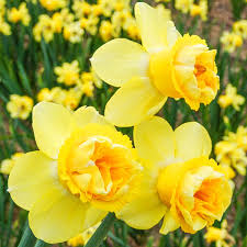 Yellow Double flower seeds