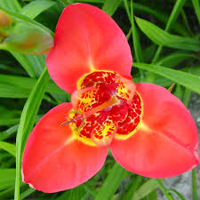 Red Tigridia flower seeds