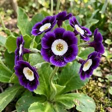 Blue Phantom flower seeds