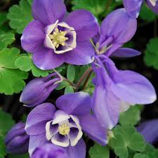 Light Blue flower seeds