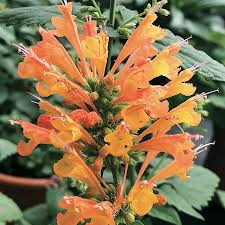Orange Agastache flower seeds