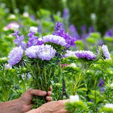 Purple China flower seeds