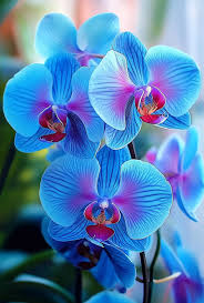 Sky Blue flower seeds