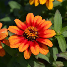 Zinnia Profusion flower seeds