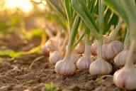 Porcelain Garlic Seeds