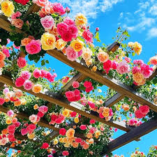 Climbing Perennial flower seeds