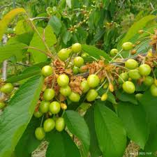 green red cherry seeds