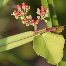 Cissus flower seeds