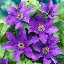 Purple Clematis flower seeds
