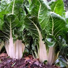 Green Swiss Chard Seeds for Planting – Heirloom Non-GMO Garden Seeds