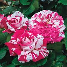 Pink Dragon flower seeds