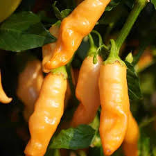 Sugar Rush Peach Pepper Seeds