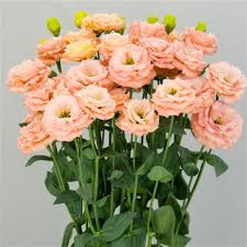 Orange Eustoma flower seeds