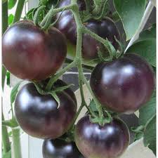 Black Tomato Seeds