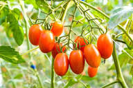 Orange Grape Tomato Seeds for Planting – Heirloom Cherry Tomato Seeds