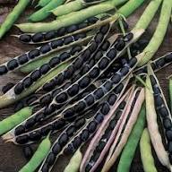 Black Soybean Seeds for Planting – Heirloom Non-GMO Garden Seeds