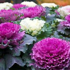 Color Brassica flower seeds
