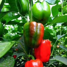 California Wonder Pepper Seeds