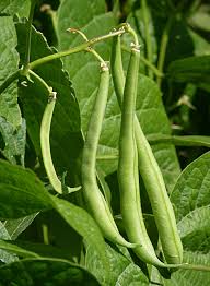 Romano Pole Bean Seeds
