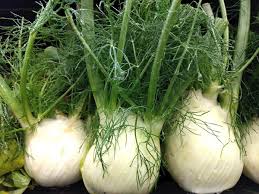 Florence Fennel Seeds for Planting – Heirloom Non-GMO Garden Seeds