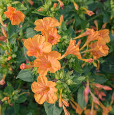 Orange Mirabilis flower seeds