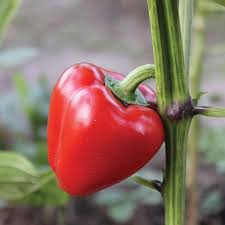 Aka Chapeau Pepper Seeds for Planting – Heirloom Garden Seeds