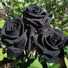 Gray Rose flower seeds