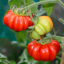Costoluto Tomato Seeds