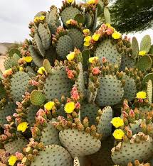 opuntia chlorotica seeds