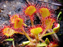 Sundew Flower Seeds for Planting – Heirloom Non-GMO Garden Seeds