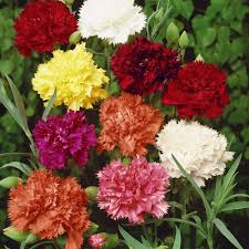 Dianthus Caryophyllus flower seeds
