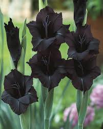 Black Gladiolus flower seeds