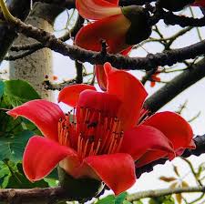 Ceiba flower seeds