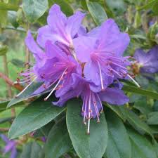 Violet Rhododendron flower seeds