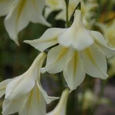 Gladiolus Tristis flower seeds