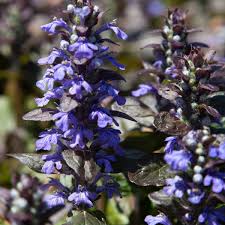 Ajuga Reptans flower seeds