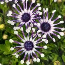 Shrubby Daisy flower seeds