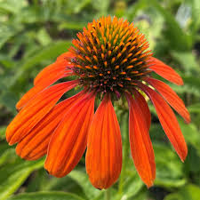 Orange Echinacea flower seeds