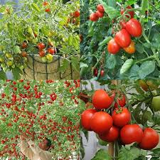 Geranium Kiss Tomato Seeds for Planting – Heirloom Tomato Seeds