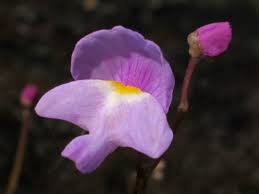 Violet Utricularia flower seeds