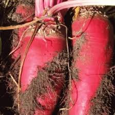 Mammoth Red Beet Seeds for Planting – Heirloom Garden Seeds