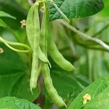 Romano Pole Bean Seeds for Planting – Heirloom Non-GMO Garden Seeds