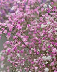 Rose Pink flower seeds