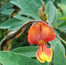 Yellow Cajanus flower seeds