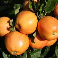 orange apple seeds