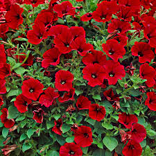 Red Velour flower seeds