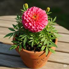 Pink Marigold flower seeds