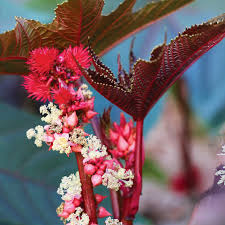Castor flower seeds